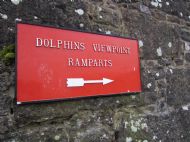 Dolphin Spotting on the Moray Firth
